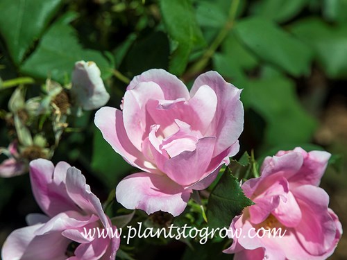 Blushing Knockout Rose